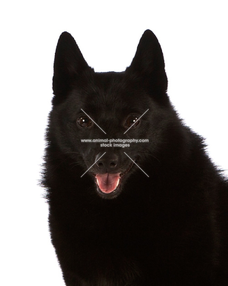 black Schipperke