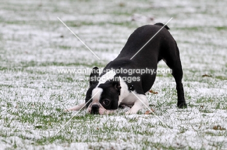 Boston Terrier playing in the snow