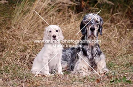 English Setter