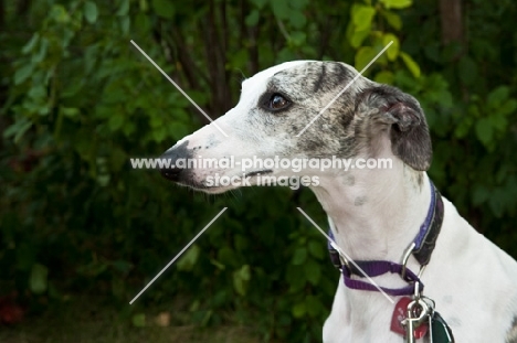 Head shot of gray and white Whippet with greenery background.