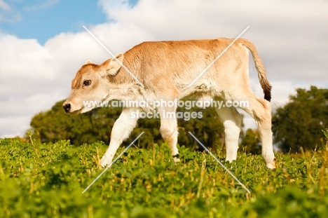 Swiss brown calf walking in field