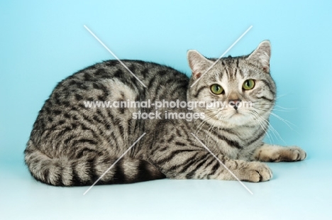 british shorthair cat, silver spotted tabby colour