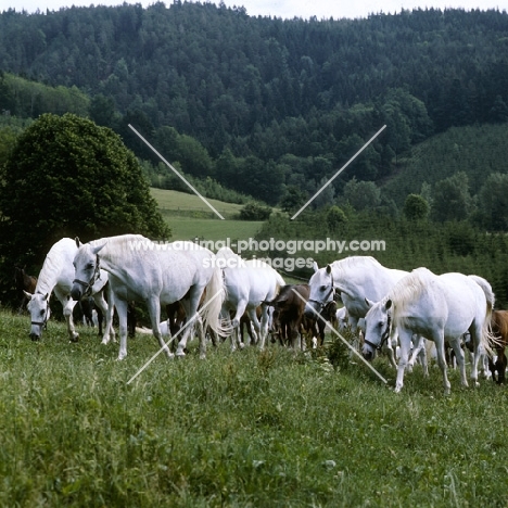 lipizzaner mares and foals at piber