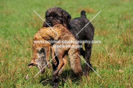 Pudelpointer retrieving a fox