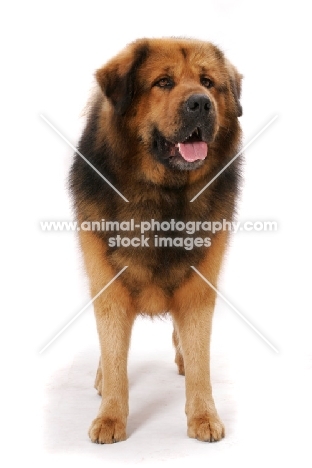 Australian Champion Tibetan Mastiff