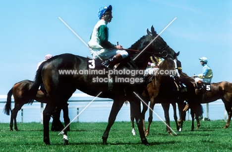 jockeys and racehorses at goodwood races