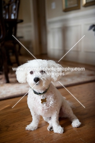 bichon frise sitting