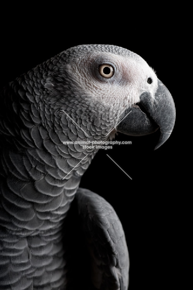 Profile of an African Grey parrot