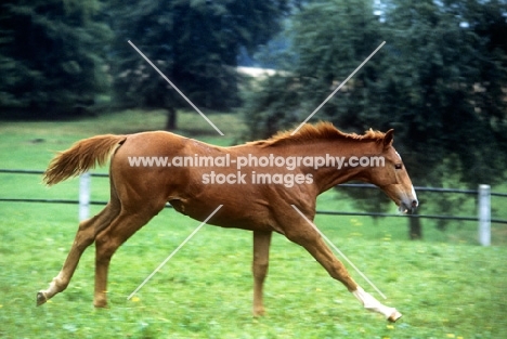 wurttemberger cantering, at marbach