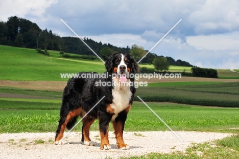 Bernese Mountain Dog in countryside