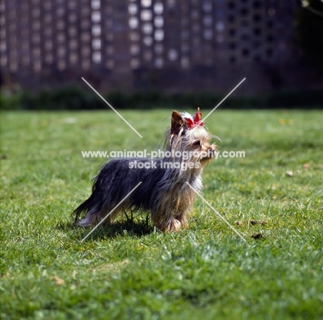 one yorkie standing in grass