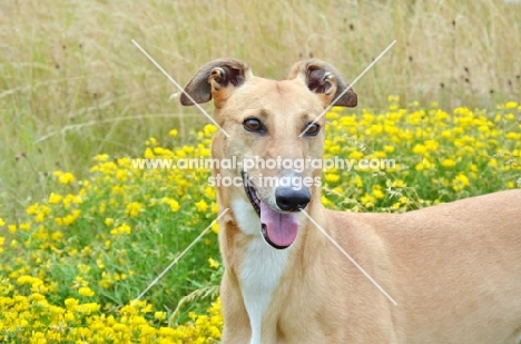 fawn greyhound, ex racer, in front of flowers, all photographer's profit from this image go to greyhound charities and rescue organisations