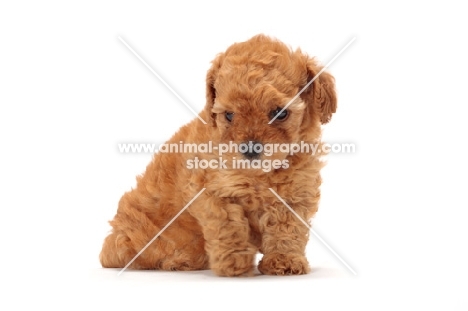 apricot toy Poodle puppy