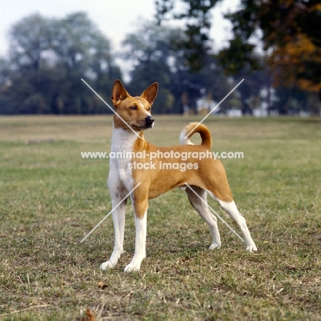 basenji standing in a park