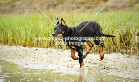 Beauceron running