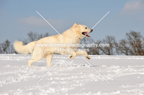 Polish Tatra Sheepdog (aka Owczarek Podhalanski) running in snow