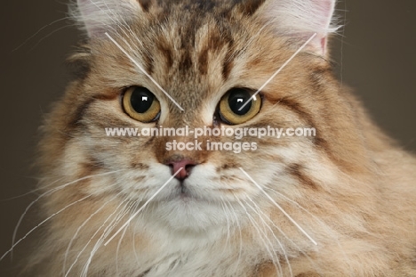 Siberian cat, head study, close up