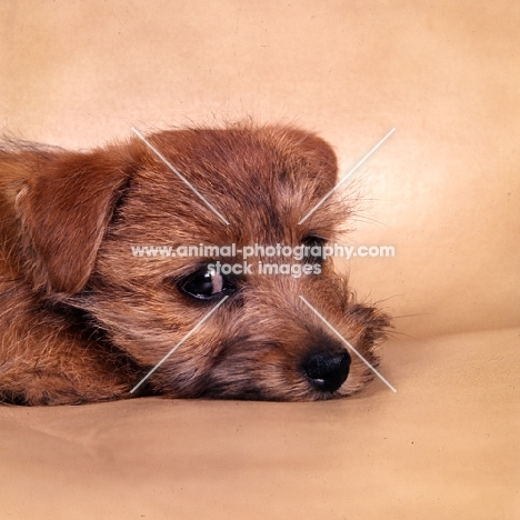 norfolk terrier puppy lying on a armchair