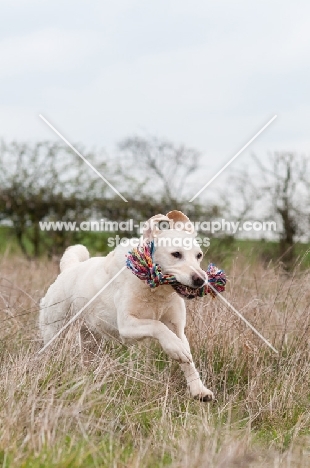 Labrador retrieving toy in long grass.