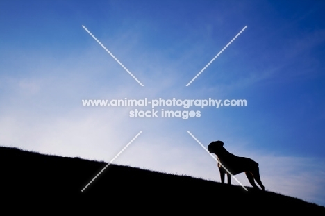 Boxer silhouette on the horizon