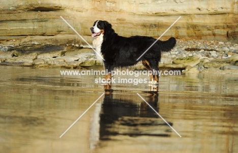 Bernese Mountain Dog standing on beach