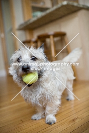 Scruffy wheaten Cairn terrier inside a house with tennis ball in mouth.