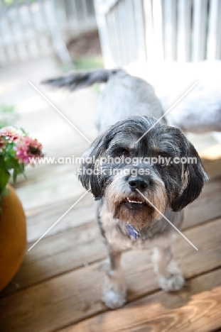 terrier mix looking inquisitive