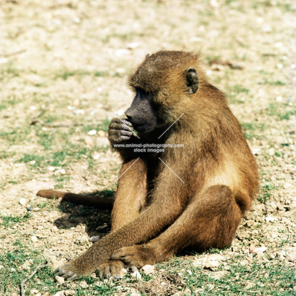 baboon holding hand near mouth