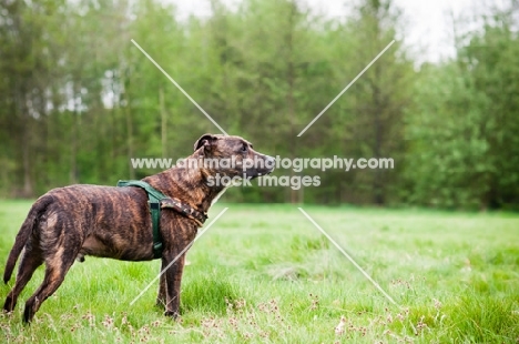 Staffordshire Bull Terrier in field