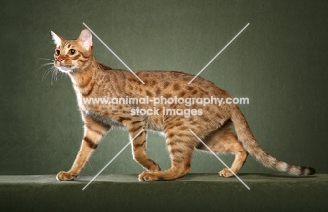 Ocicat walking