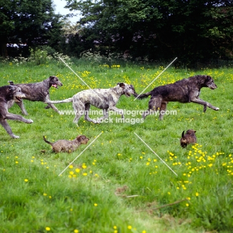 irish wolfhounds and miniature wire haired dachshunds galloping along together