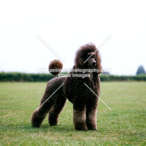 come day go day at leighbridge, brown standard poodle standing on grass with open space
