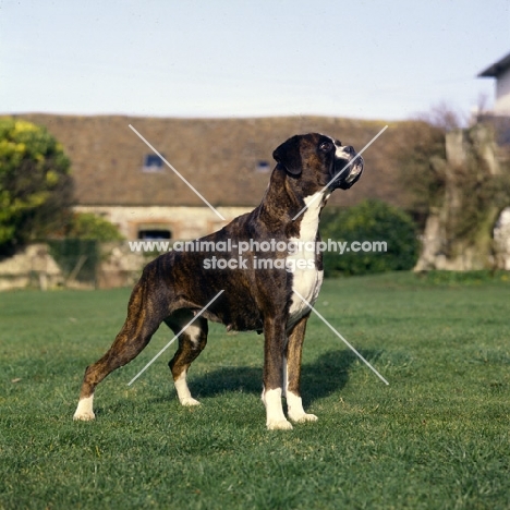 boxer standing on grass