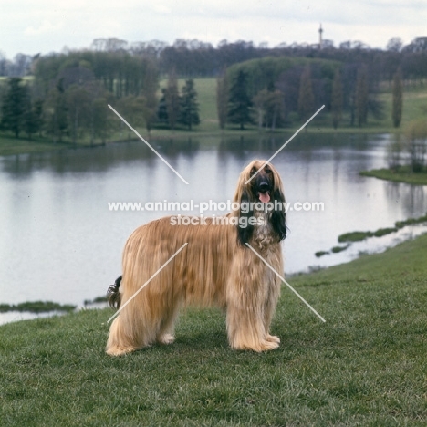 ch bondor serenade, afghan hound standing on grass by lake at blenheim palace
