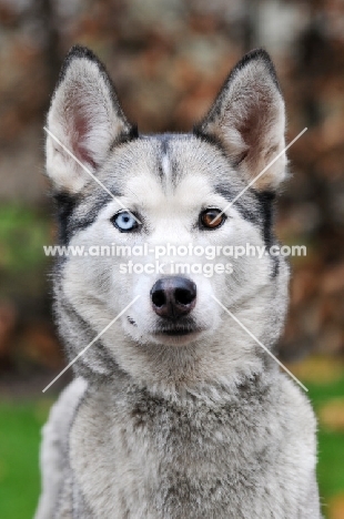 Siberian Husky, odd eyed