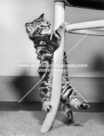 tabby kitten hanging from chair