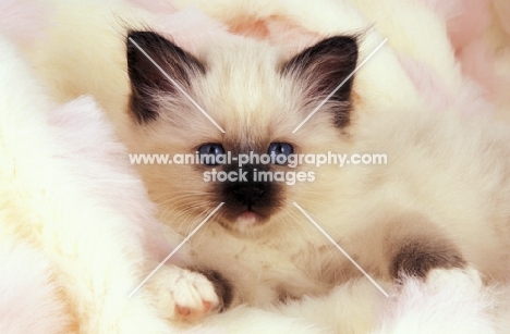 birman kitten on a fluffy rug