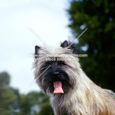 cairn terrier portrait