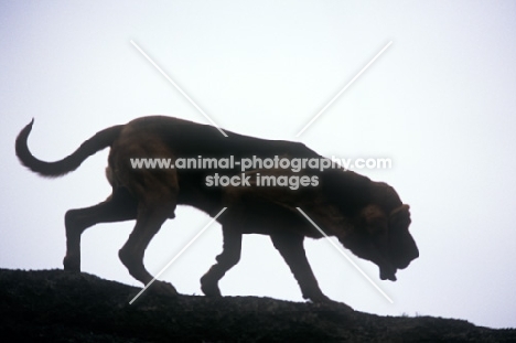 champion bloodhound silhouette