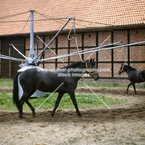 exercising Hanoverians on horse walker at Celle