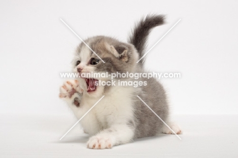 Blue Classic Tabby & White Scottish Fold kitten calling out