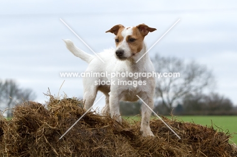 Jack Russell Terrier on straw