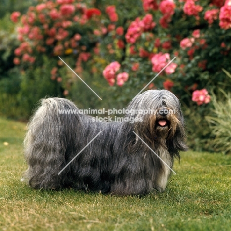 ch verles tom-tru,  lhasa apso in show coat