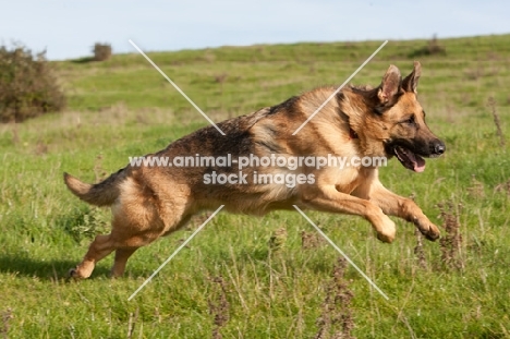 German Shepherd Dog (Alsatian) running in field