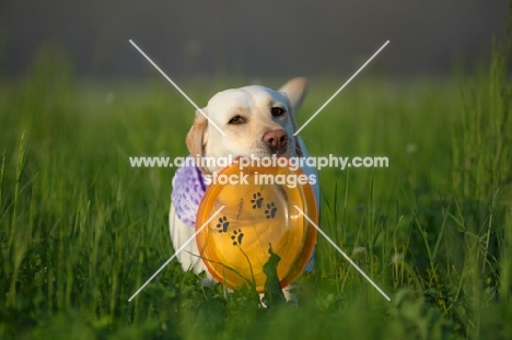 yellow labrador with orange frisbee