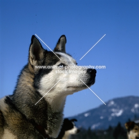 blue eyed siberian husky at sled dog races, austria,