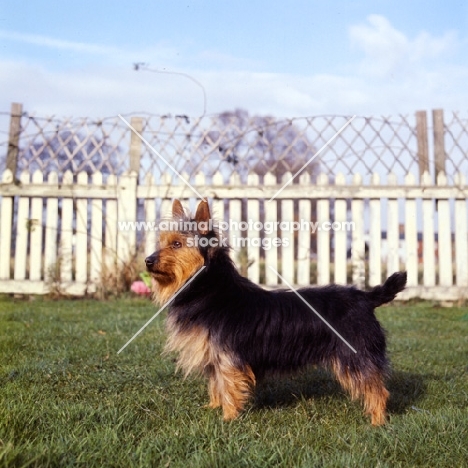 australian terrier ch elvyne bosun’s tipple, 