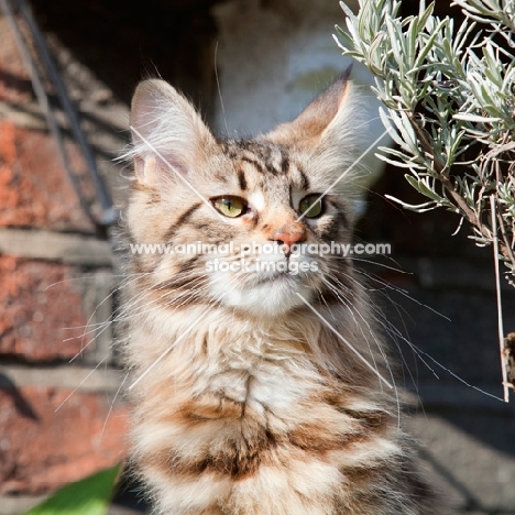 Maine Coon young cat looking out proudly