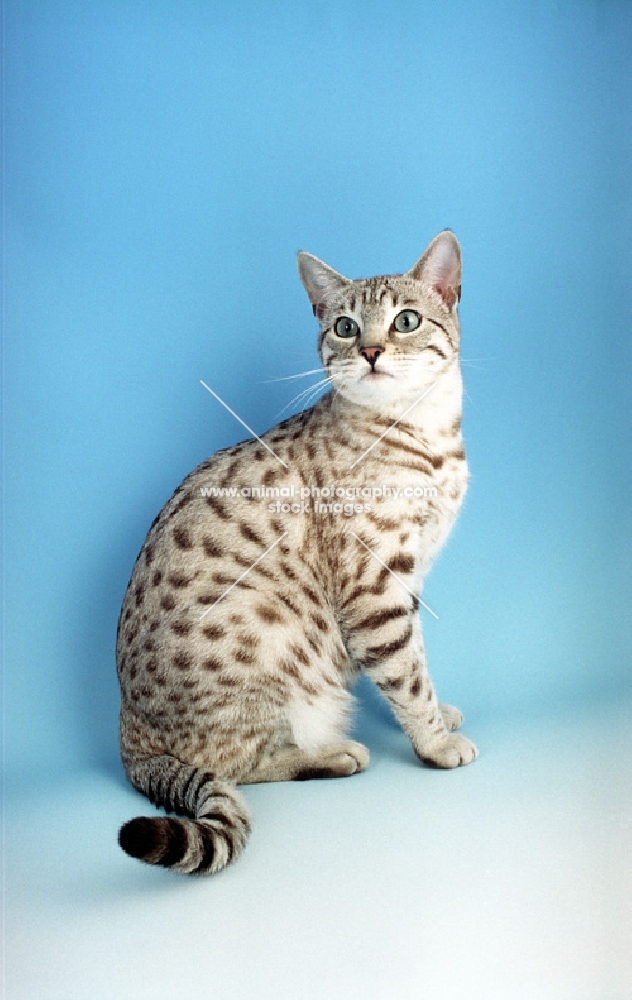 snow spotted Bengal, sitting down