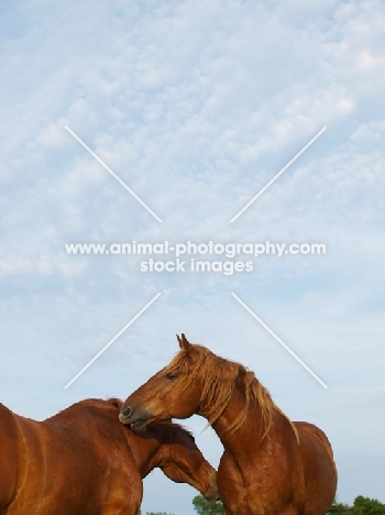 two Suffolk Punches grooming